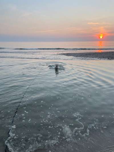 Hundeschwimmen-Beitrag-Bild