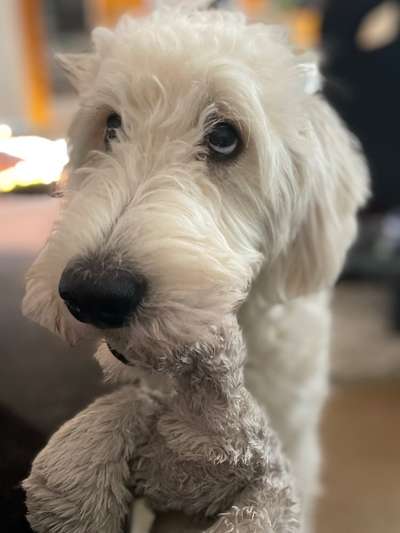 Dackelblick-Beitrag-Bild