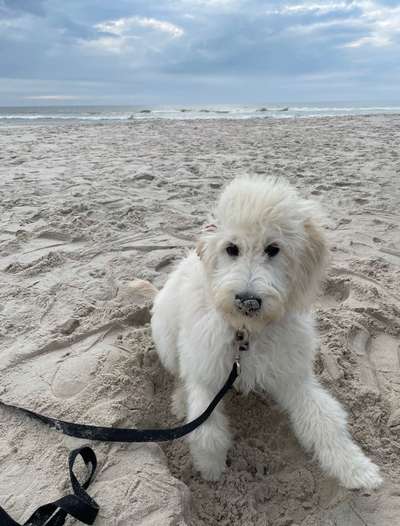 FOTOCHALLENGE 72 - Glücklicher Hund im Schmuddel-Look-Beitrag-Bild