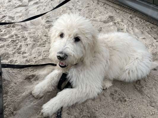 Goldendoodle?-Beitrag-Bild