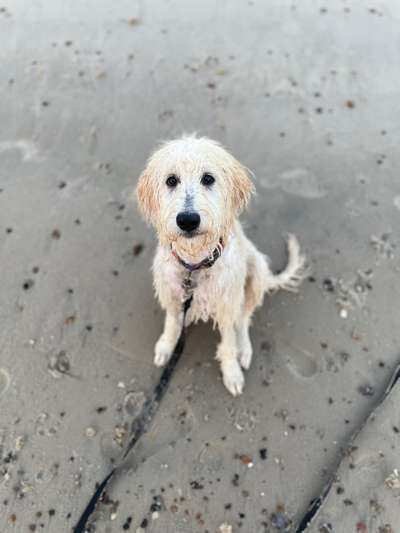 grumpy dog 😅-Beitrag-Bild