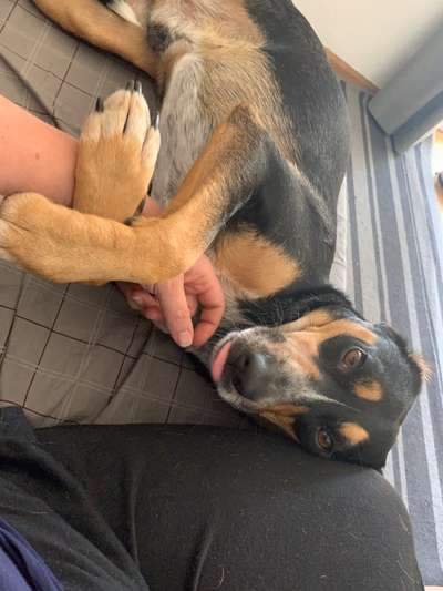 Fotochallenge Nr. 59 - Mein Hund zeigt die Zunge-Beitrag-Bild