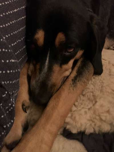 Die besten Hundeblicke 🐾❤️-Beitrag-Bild