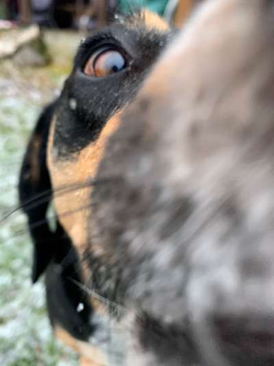 Fotochallange Nr. 57     PORTRÄT.   Beendet!!!!!!!!-Beitrag-Bild