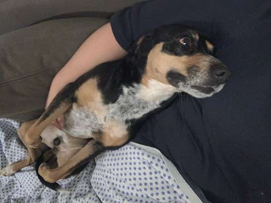 Mischlingshunde Foto Aufruf-Beitrag-Bild