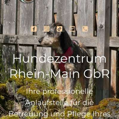 Hundepensionen-Hundezentrum Rhein - Main GbR-Bild