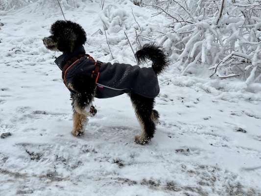 Alles rund um den Pudel-Beitrag-Bild