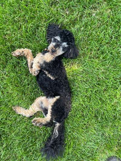 Alles rund um den Pudel-Beitrag-Bild