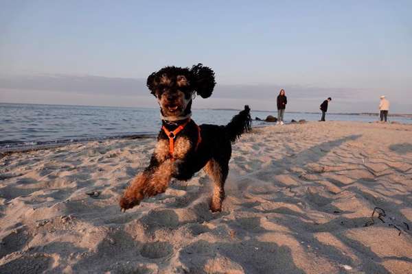 Alles rund um den Pudel-Beitrag-Bild