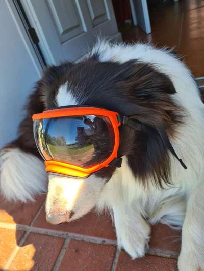 aktuelles Foto Gruppe Schäferhundkeratitis