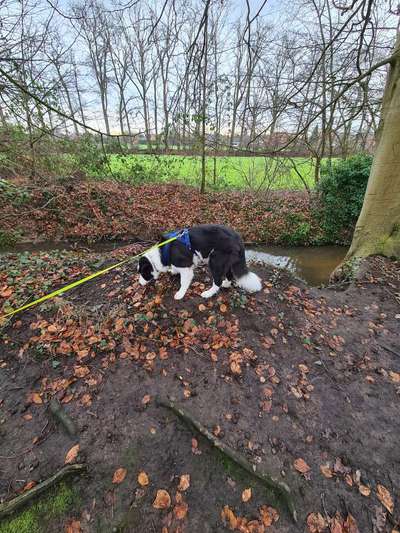 Wald Bild-Beitrag-Bild