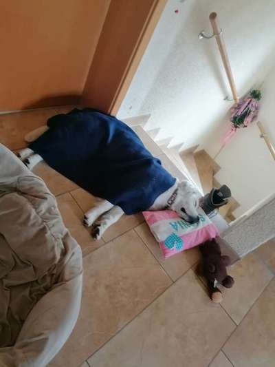 Wo sind die Golden Retriever Liebhaber?-Beitrag-Bild