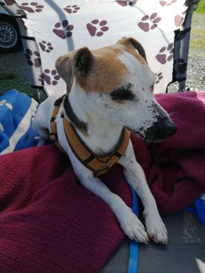 Deine Frage an einen Hundetrainer (Dogorama Webinar)-Beitrag-Bild