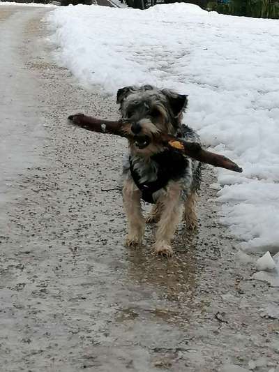 Zeigt her eure Junghunde :)-Beitrag-Bild