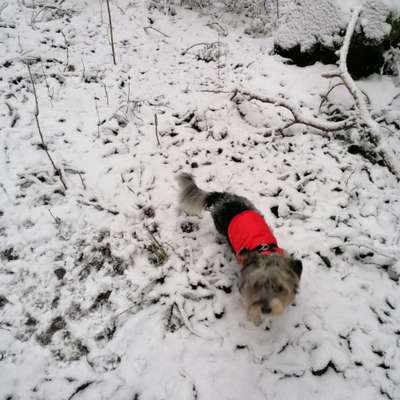 Hundeauslaufgebiet-Runde durch den Wald-Bild