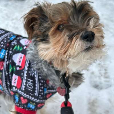 Hundetreffen-Neue Hunde Freunde kennenlernen-Bild