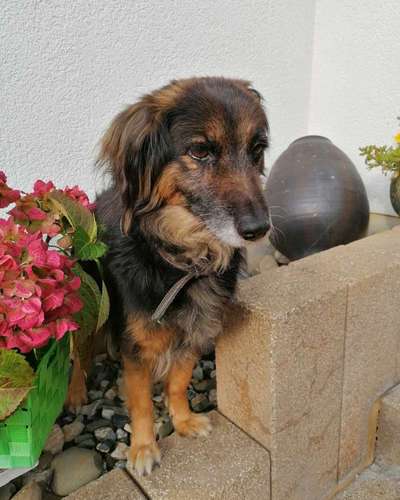 Mischlingshunde Foto Aufruf-Beitrag-Bild