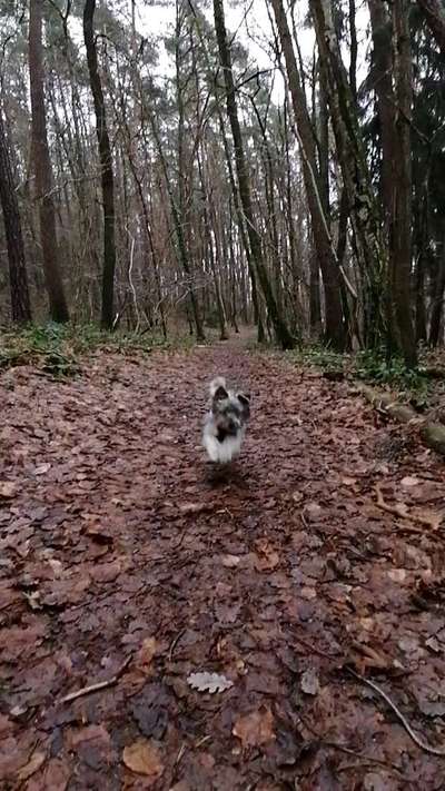 Fotochallenge 66 ~ Rennaction -Zeig deinen Hund im Lauf-Beitrag-Bild