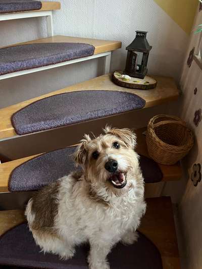 Schlappohren Suche <3-Beitrag-Bild