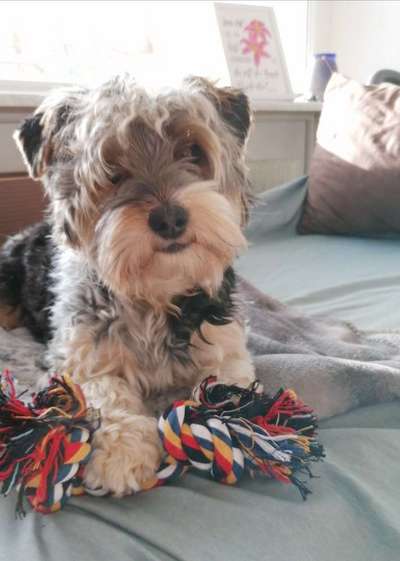 Dogorama Photo Challenge - Lieblingsspielzeug!-Beitrag-Bild