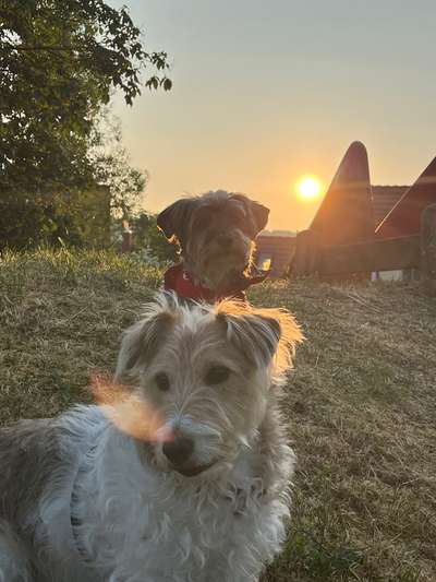 Sonnenaufgang mit Hund-Beitrag-Bild