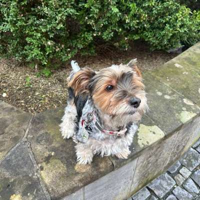 Hundetreffen-𝐏𝐟𝐨𝐭𝐞𝐧-𝐓𝐫𝐞𝐟𝐟 🐾-Bild