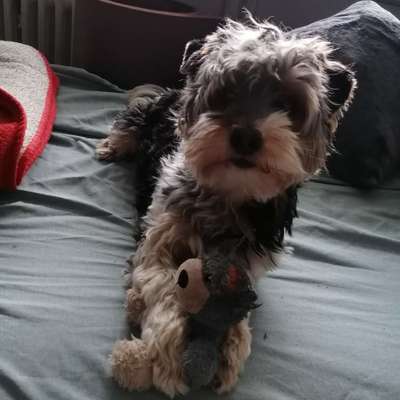 Dogorama Photo Challenge - Hundeblick zum hinschmelzen-Beitrag-Bild