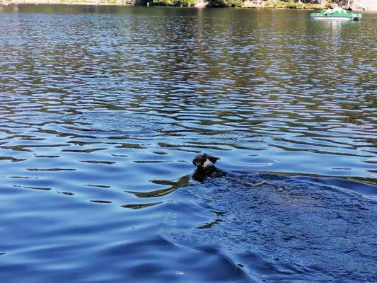 Hundeschwimmen-Beitrag-Bild