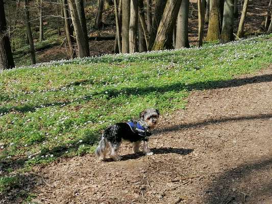 Zeigt her eure Junghunde :)-Beitrag-Bild