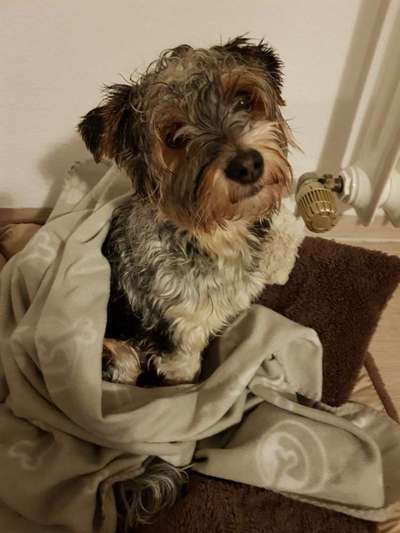 Die besten Hundeblicke 🐾❤️-Beitrag-Bild