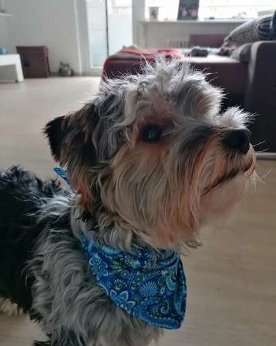 yorkshire Terrier austausch-Beitrag-Bild