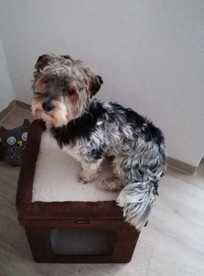 Die besten Hundeblicke 🐾❤️-Beitrag-Bild