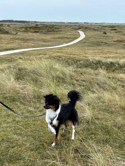 Hundetreffen-Hundespaziergang-Bild