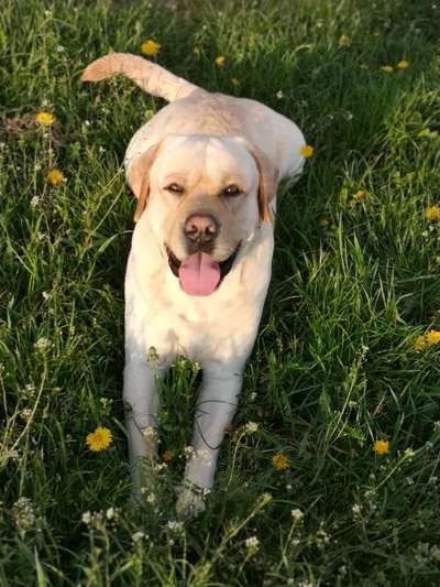 Die Dogorama Monats Challenge "Es grünt und blüht"-Beitrag-Bild