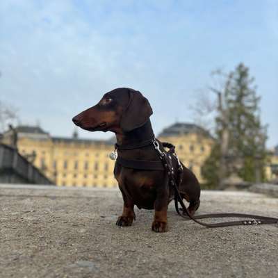 Hundetreffen-Gassi gehen in Stuttgart-Bild