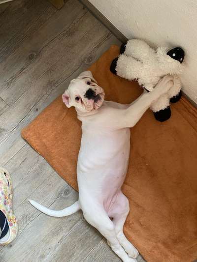 Die Dogorama Wochen Challenge-Beitrag-Bild