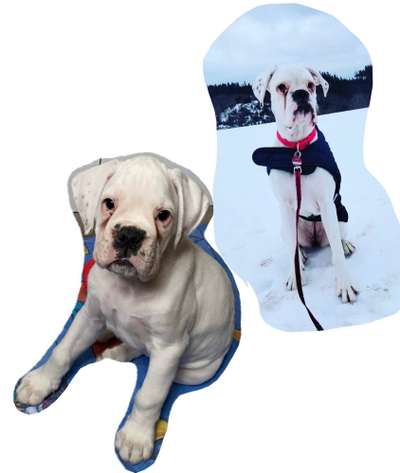 Welpenfotos-Beitrag-Bild