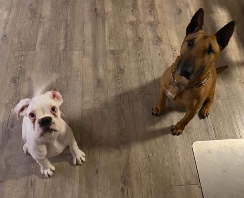 Deutsche Boxer-Beitrag-Bild