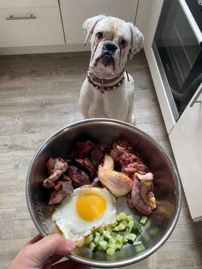 Zeigt her Eure Futternäpfe-Beitrag-Bild