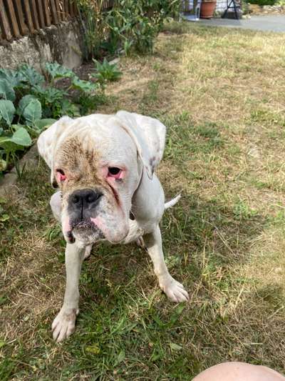 Reinrassige Hunde?-Beitrag-Bild