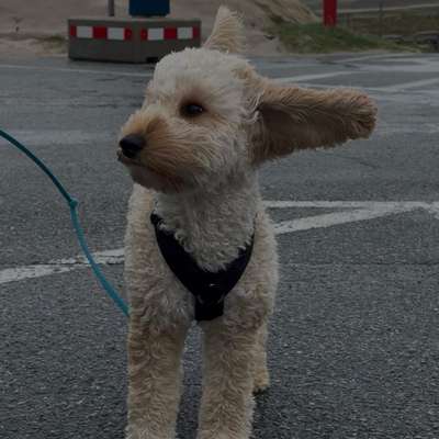 Hundetreffen-Lissy sucht  Spielgefährten-Bild