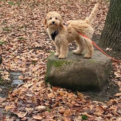 Hundetreffen-Lissy sucht  Spielgefährten-Bild