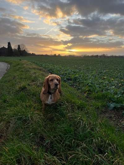 Sonnenaufgänge oder - untergänge-Beitrag-Bild