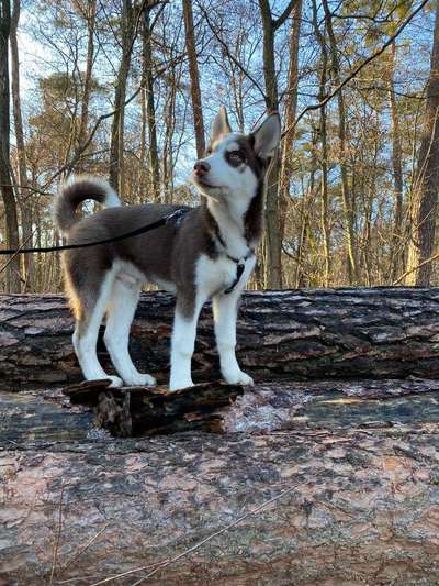 Husky-Beitrag-Bild
