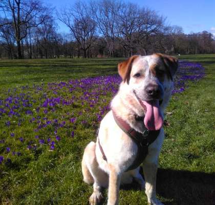 Unsere Fellnasen-Vielfalt im Überblick!-Beitrag-Bild