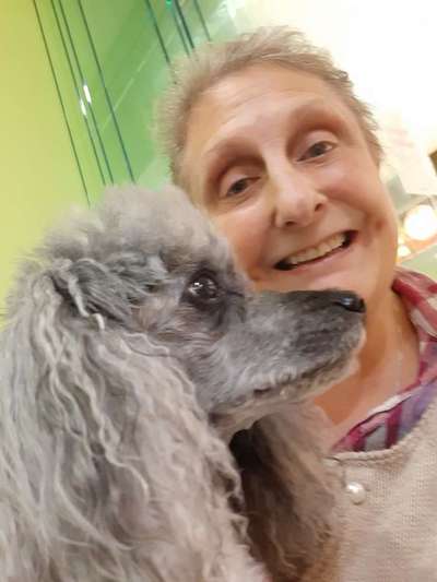 Alles rund um den Pudel-Beitrag-Bild