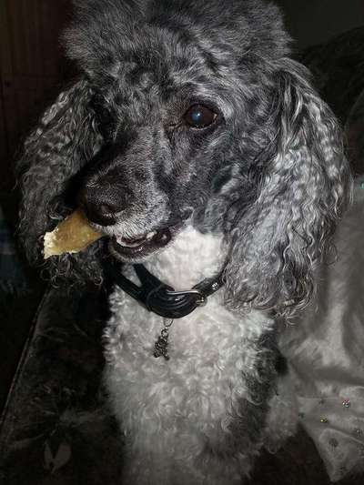 Charakter Pudel-Beitrag-Bild