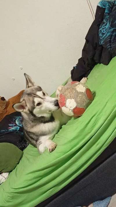 Hundetreffen-Husky sucht Spielkameraden-Bild