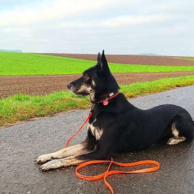 Rassen raten (Tierschutzhündin aus Kroatien)-Beitrag-Bild