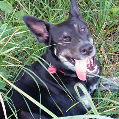 Rassen raten (Tierschutzhündin aus Kroatien)-Beitrag-Bild